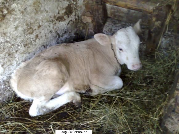 animalul meu preferat e tigru` catelu` si care este animalul vostru prefera?