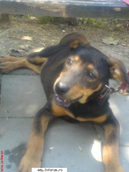 eu am un catel dar il tin in sat pentru ca la bloc e destul de greu de tinut ce animale de casa